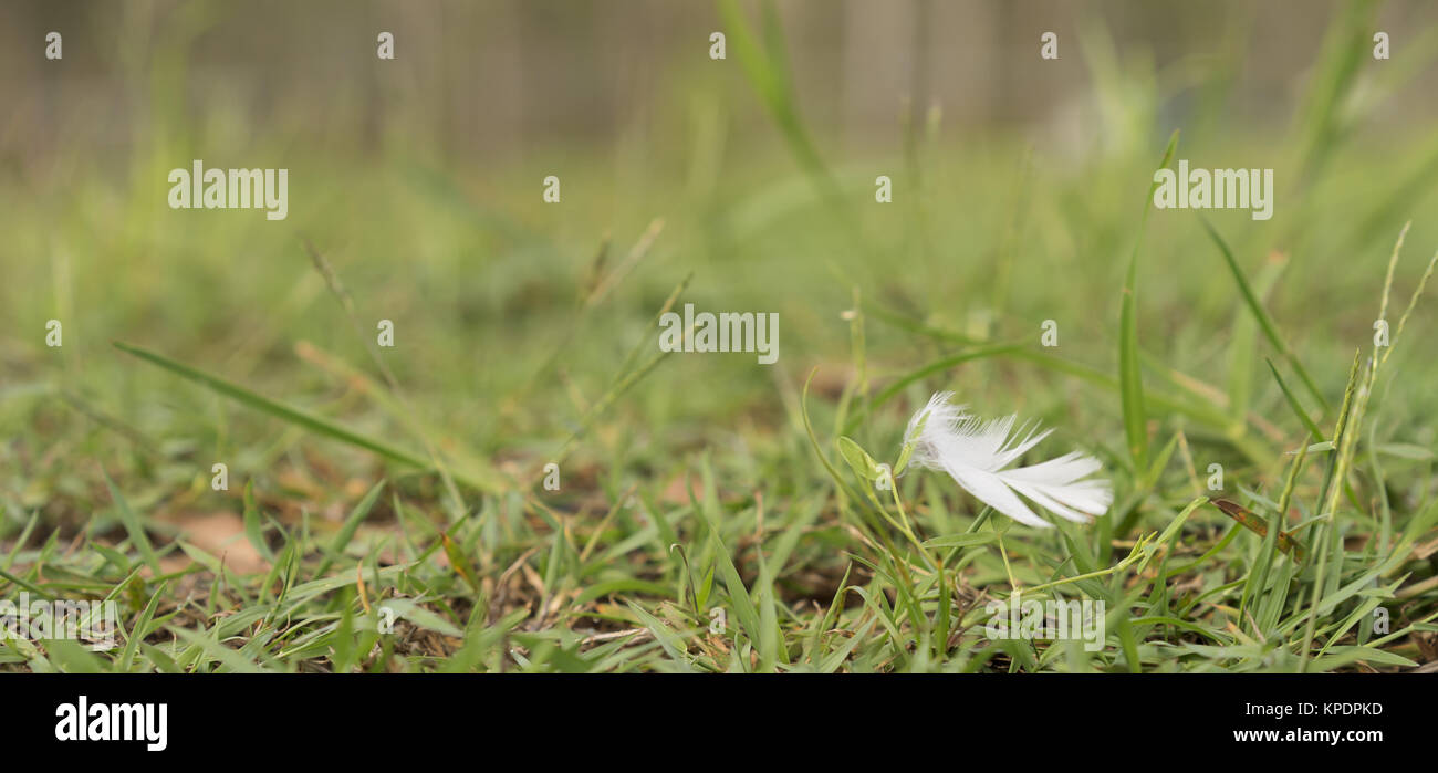 Plume duveteuse blanche Blowing in Wind Banque D'Images