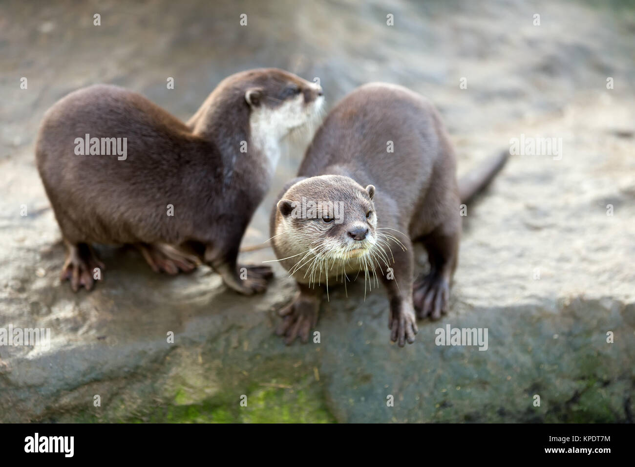 Loutre d'Europe (Lutra lutra) Banque D'Images