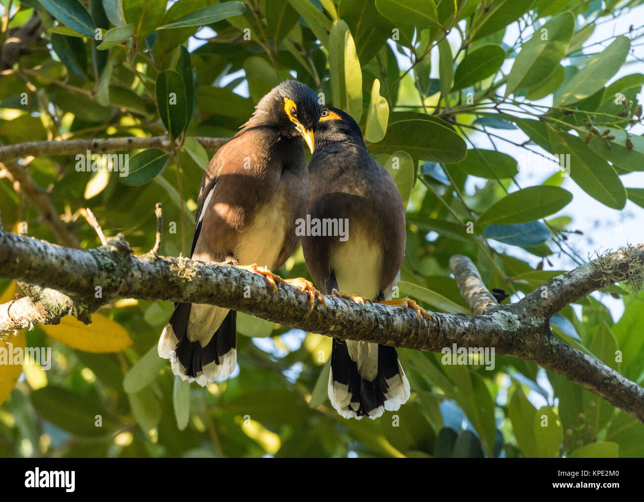 Une paire de Myna Acridotheres tristis (commune) sur une branche d'arbre. Madagascar, l'Afrique. Banque D'Images