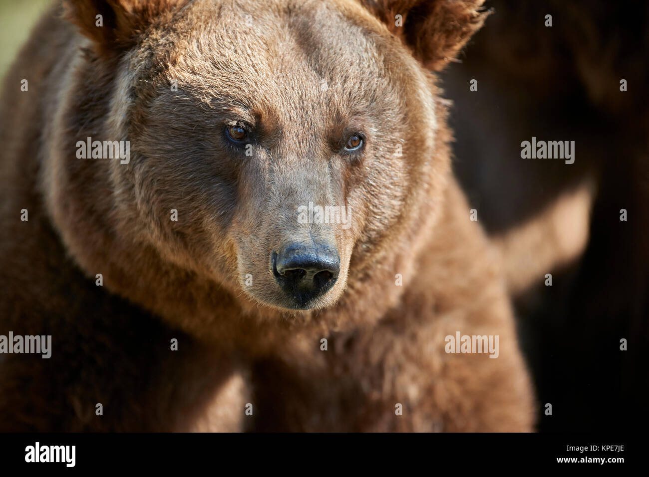 Portrait de l'ours brun Banque D'Images