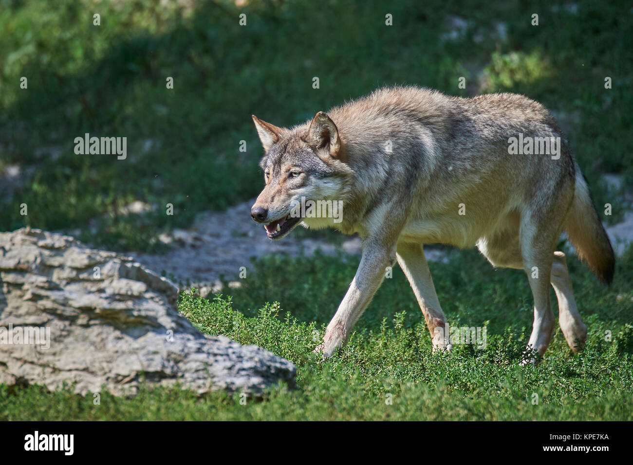 Un loup en été Banque D'Images