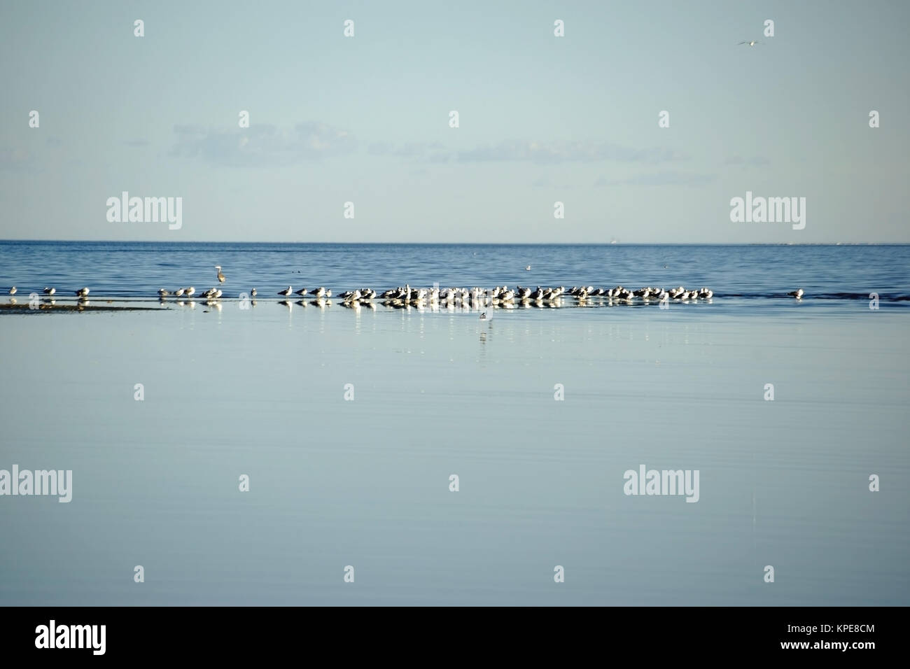 Vols d'oiseaux au lac Salton Banque D'Images