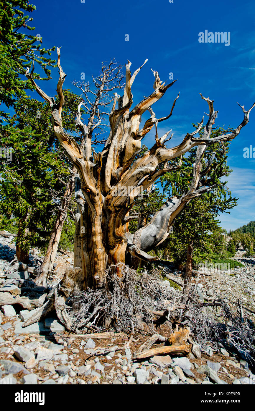 Bristlecone Pine (Pinus longaeva) dans le Parc National du Grand Bassin, Nevada. Plus ancien organisme non-clonales sur terre. Banque D'Images