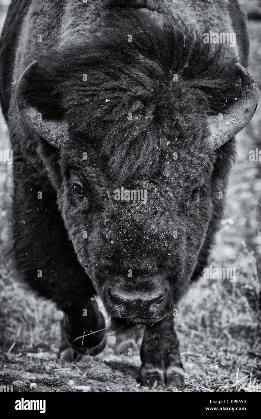 Bull bison dans le Parc National de Yellowstone, Wyoming Banque D'Images