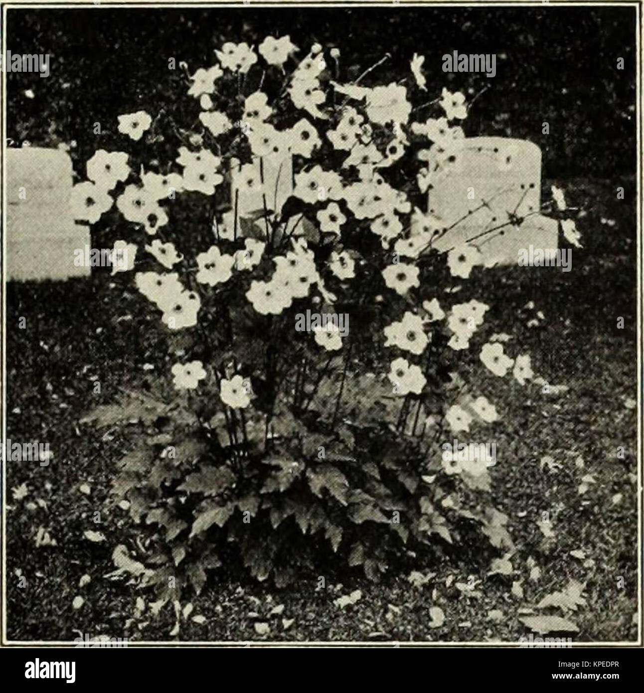 'Révisé, illustré et descriptif du catalogue arbres arbustes fruitiers et ornementaux, les roses, les bulbes, les plantes à bulbe, de raisins, de petits fruits, etc." (1916) Banque D'Images