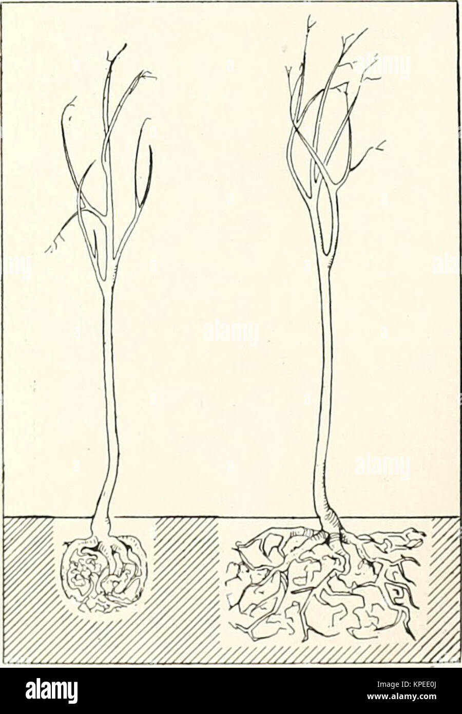 'Révisé, illustré et descriptif du catalogue arbres arbustes fruitiers et ornementaux, les roses, les bulbes, les plantes à bulbe, de raisins, de petits fruits, etc." (1916) Banque D'Images