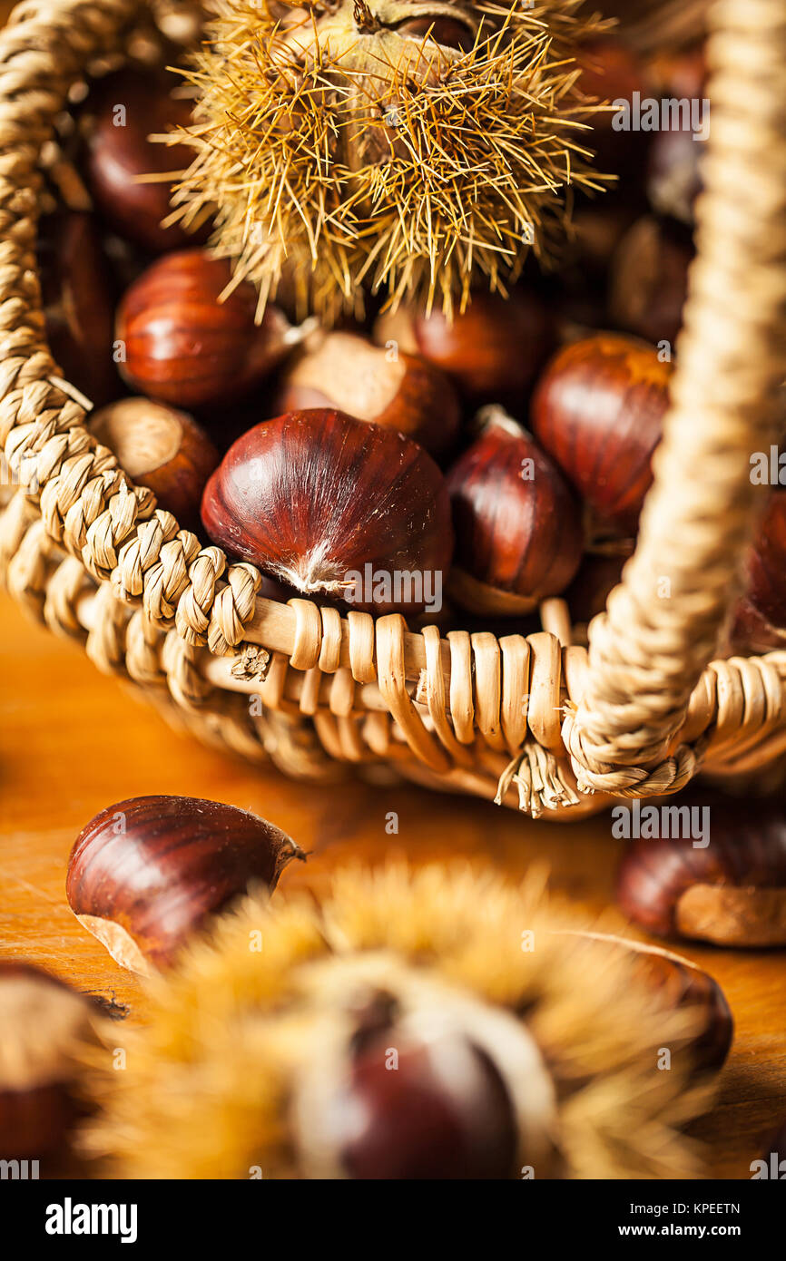 Le châtaignier (castanea sativa) Banque D'Images