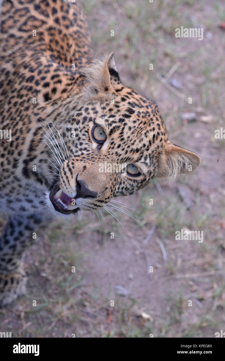 Leopard cub à regarder dans l'appareil. Banque D'Images