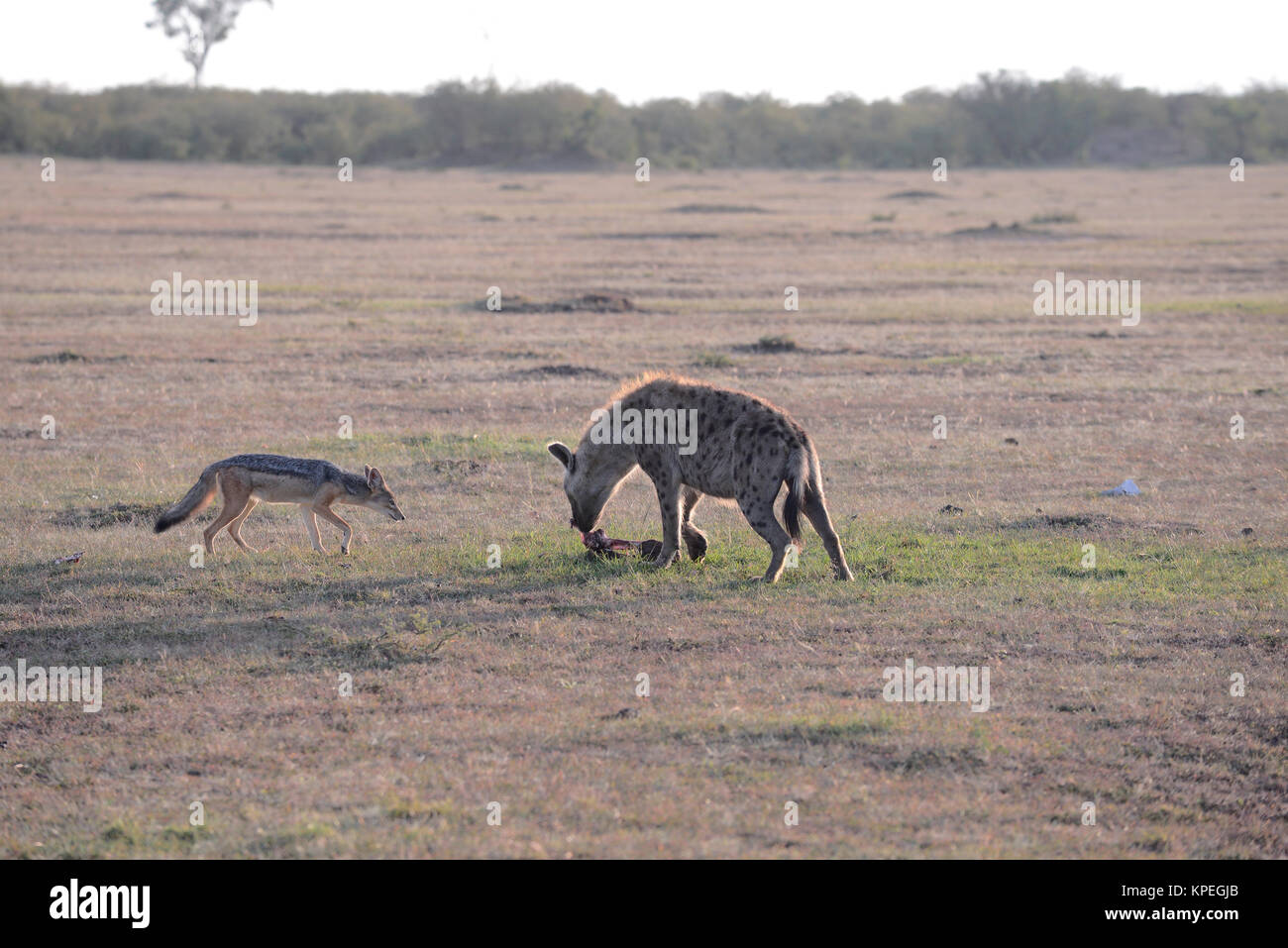 La faune de Maasai Mara, Kenya. La Hyène et le chacal mort d'évacuation des gnous. Banque D'Images