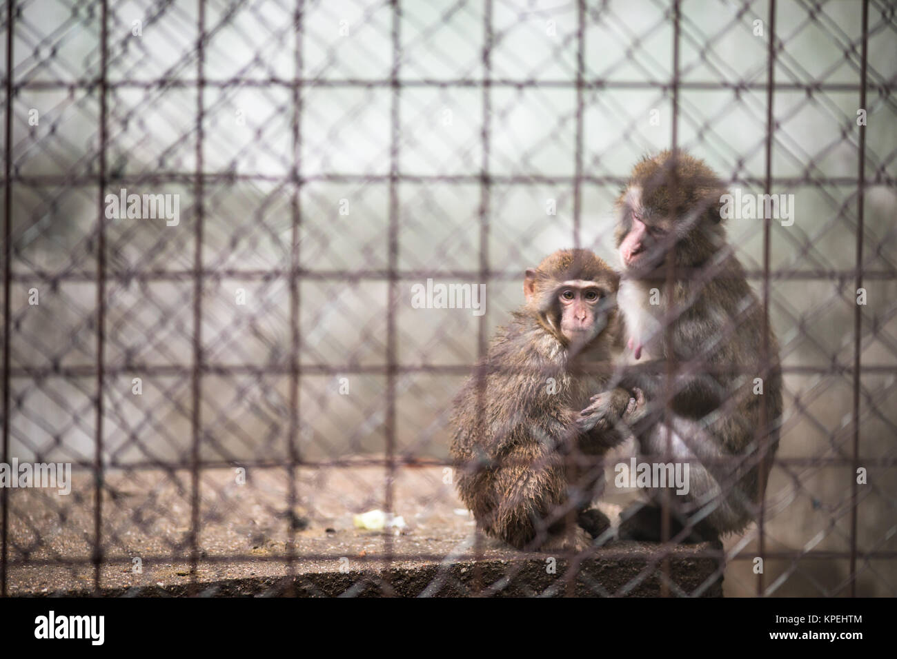 Les singes tristes derrière les barreaux en captivité Banque D'Images