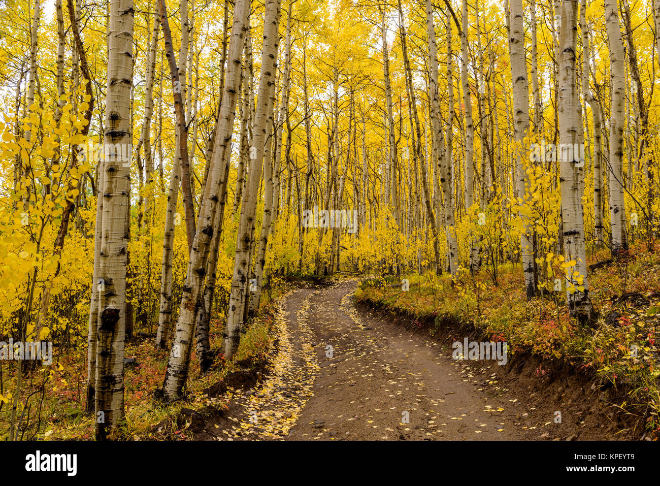 Aspen Trail - un jour de pluie Vue d'un sentier de randonnée non revêtues dans une dense forêt de trembles. Banque D'Images