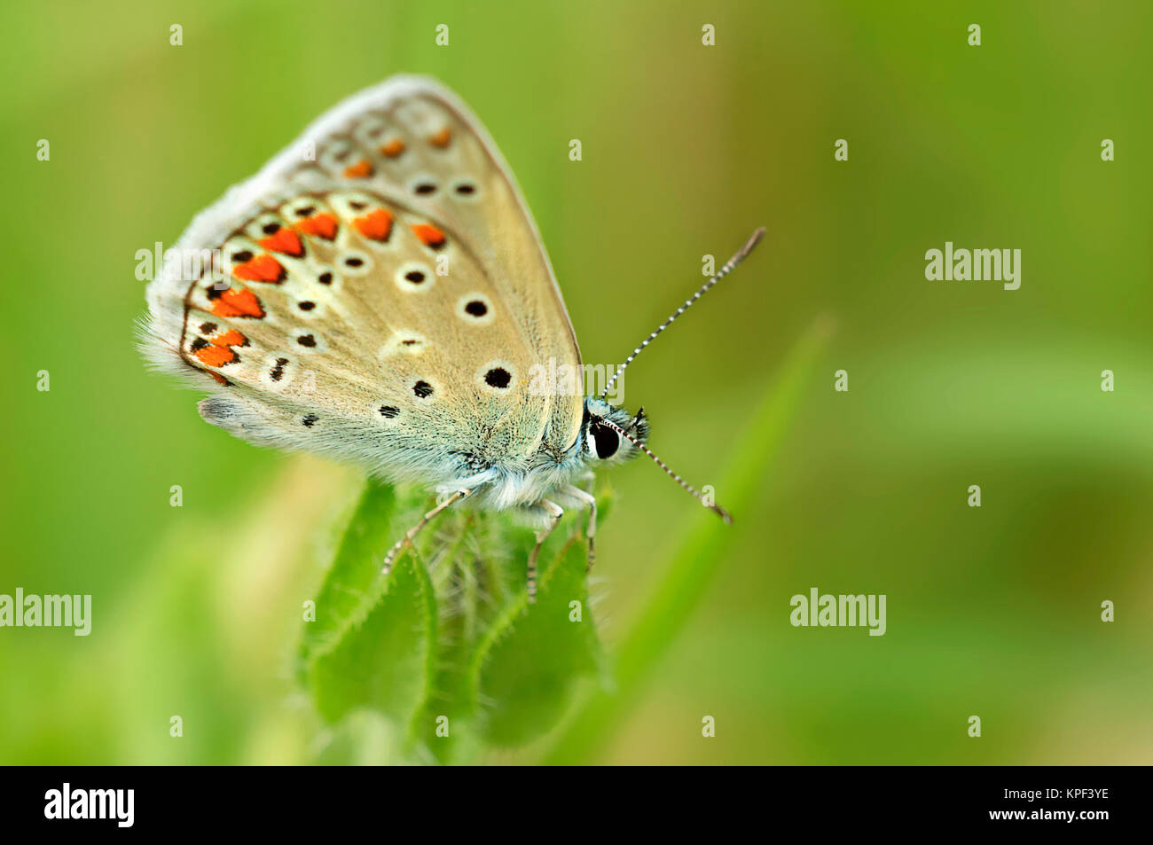 machaon Banque D'Images