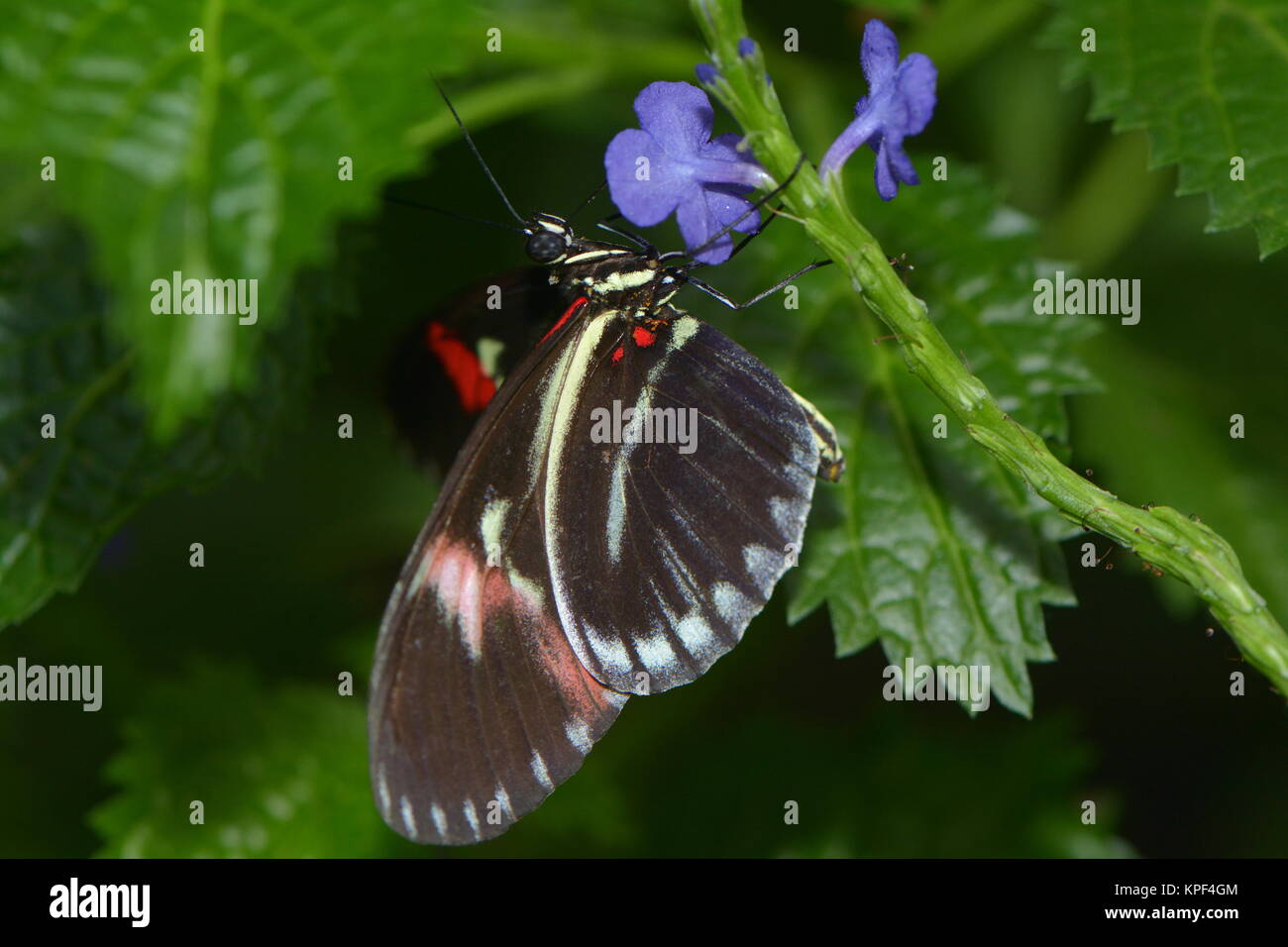 Papillon exotique Banque D'Images