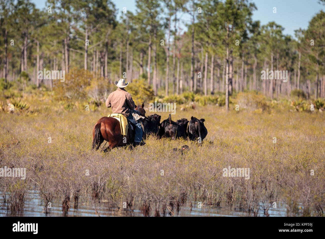 Lafayette, Louisiane, USA - 2 décembre 2017 : troupeaux Cow-boy son bétail en terrain marécageux avec l'aide de chiens. Usage éditorial uniquement. Banque D'Images