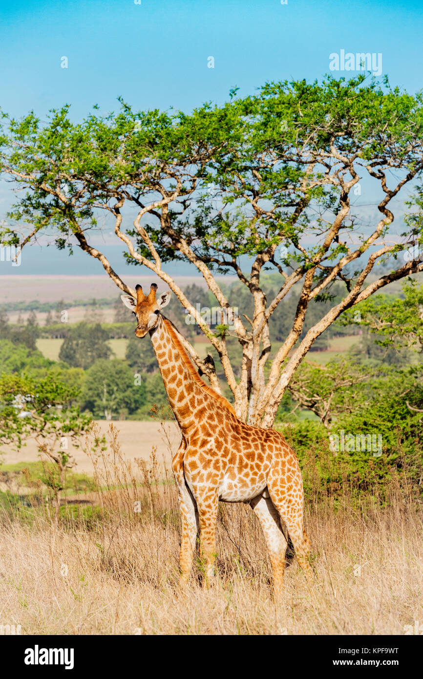 Belle jeune girafe se trouve en face d'un acacia dans les montagnes du Drakensberg en Afrique du Sud Banque D'Images