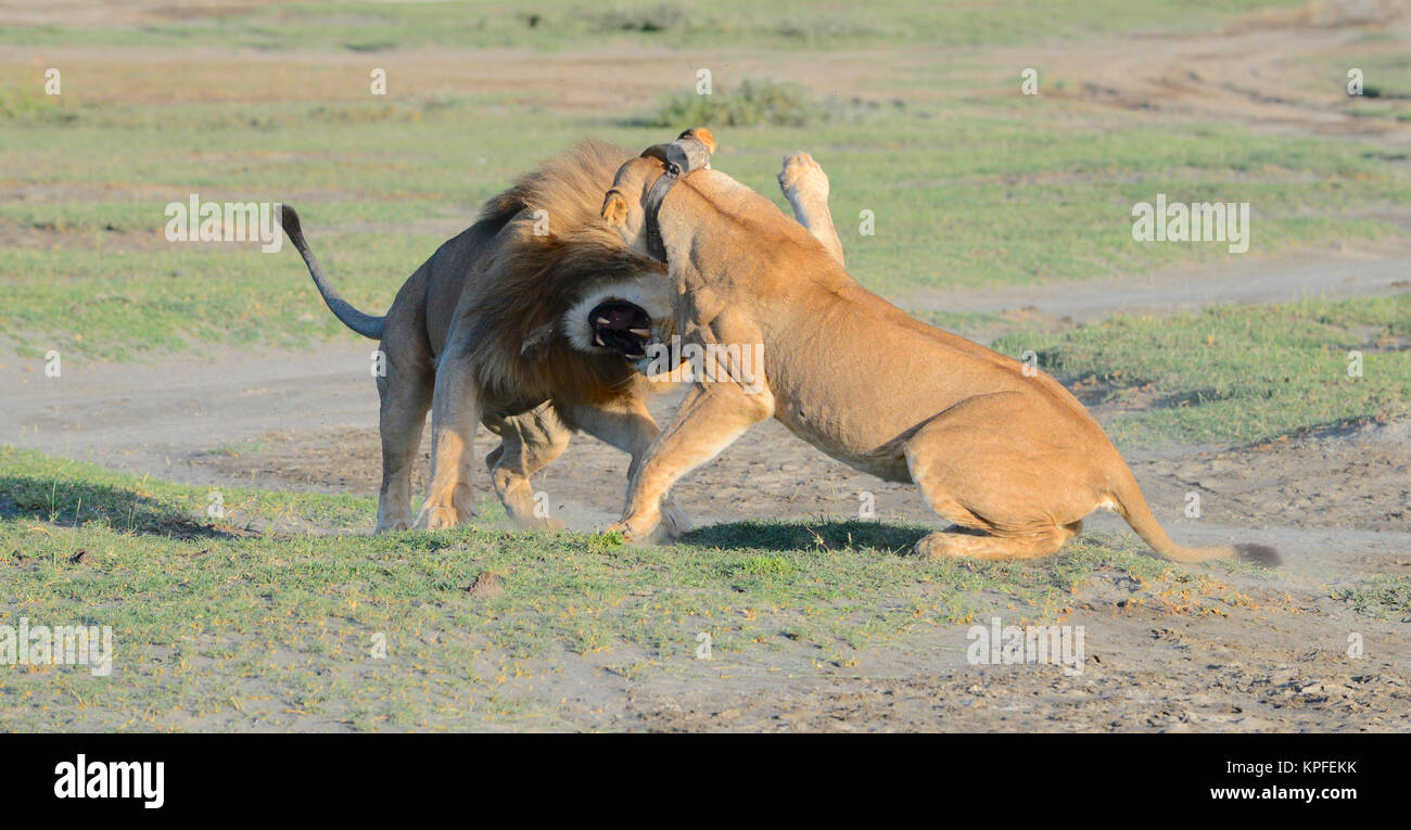 Visite de la faune dans l'une des destinations de la faune premier sur earht -- Le Serengeti, Tanzanie. La lutte contre les lions Banque D'Images