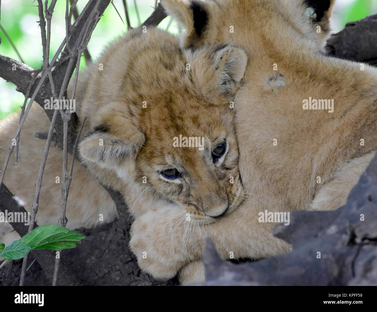 Two Lion Cubs Cuddling Banque D Image Et Photos Alamy Two Lion Cubs Cuddling Banque D Image Et Photos Alamy