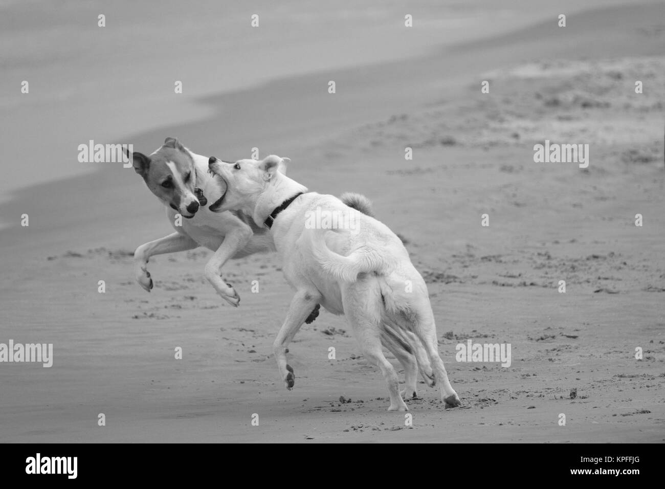 Chiens sur la plage Banque D'Images