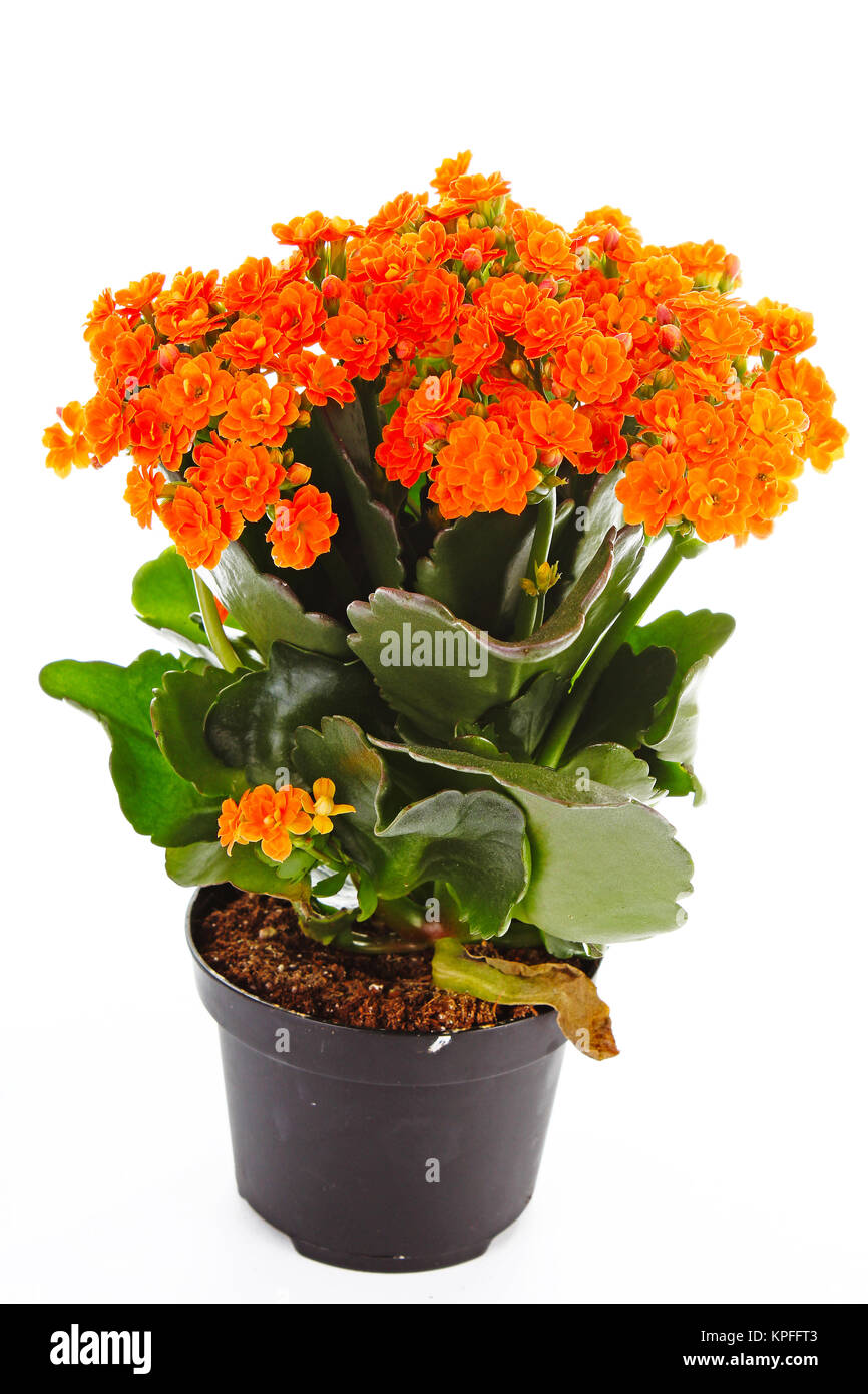 Peu de fleurs orange rubiaceae arbre. Plante à fleurs orange. Fleurs  Cluster ixora. Petite fleur orange Photo Stock - Alamy