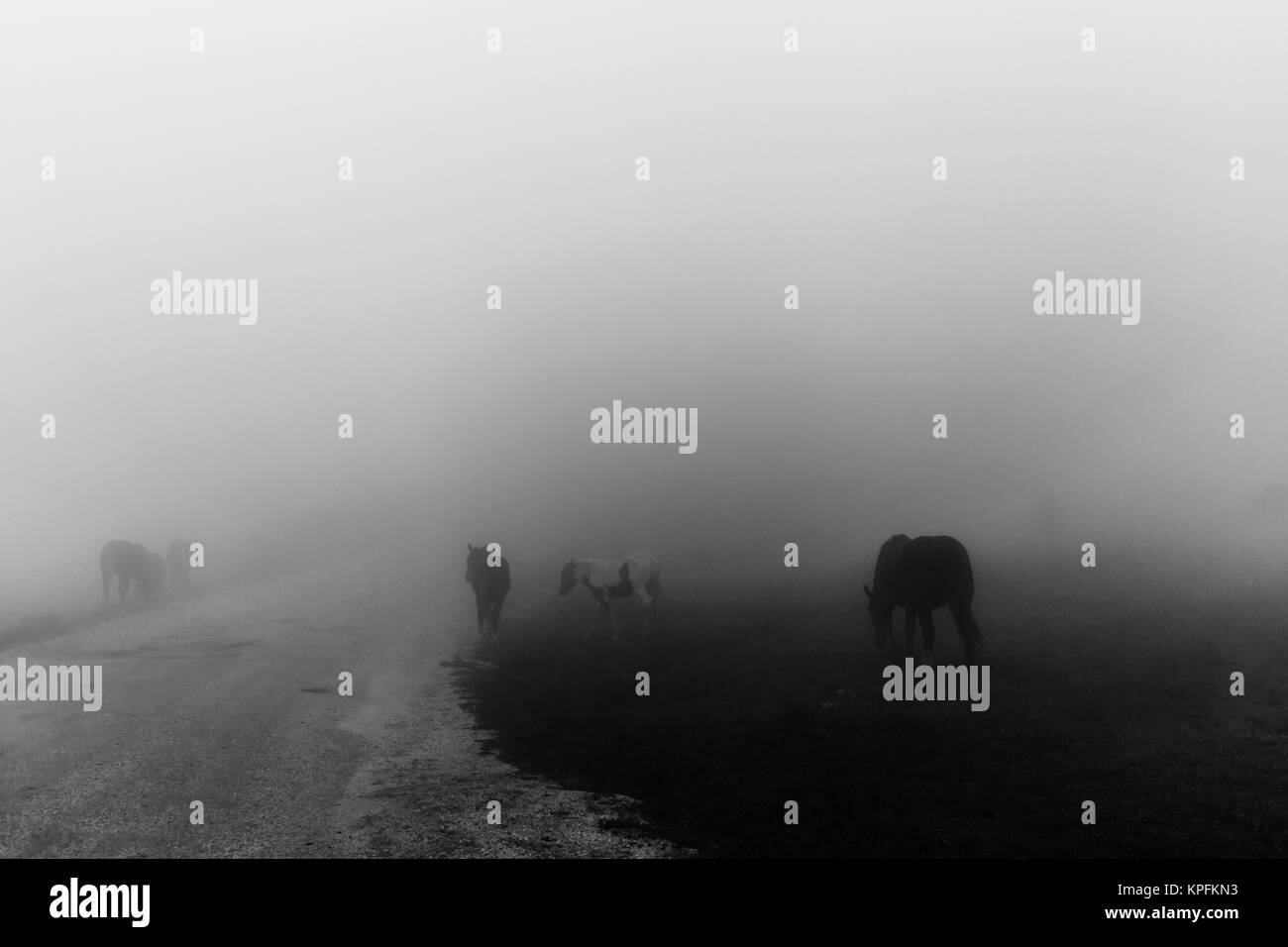 Chevaux au milieu d'une route de campagne près de brouillard sur Mt. Subasio (Ombrie, Italie) Banque D'Images