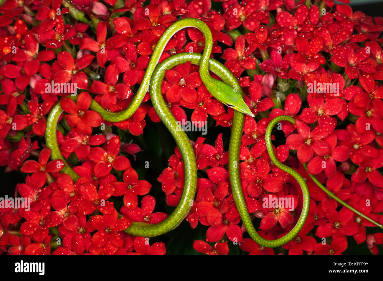 Serpent de vigne verte (Ahaetulla nasuta). Vietnam Banque D'Images