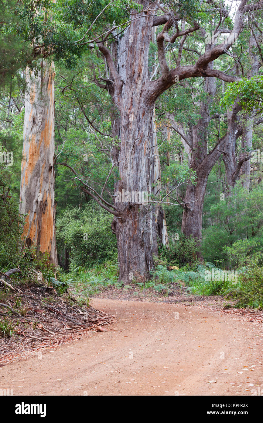 Le sud-ouest de l'Australie, Walpole, giant tingle arbres Banque D'Images