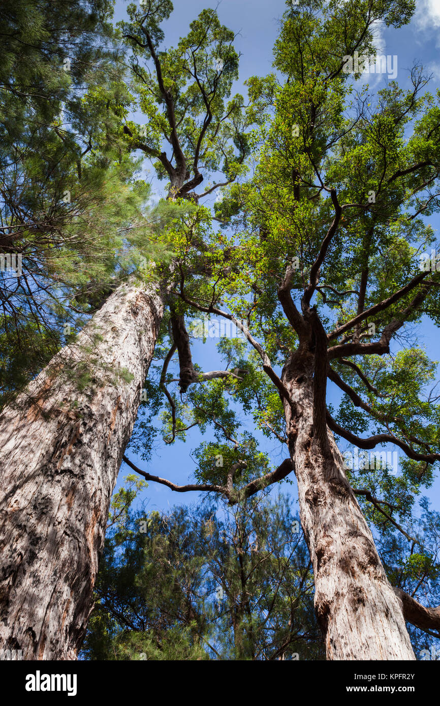 Sud-ouest de l'Australie, Walpole-Nornalup, Valley of the Giants Tree Top Walk, giant tingle arbres Banque D'Images