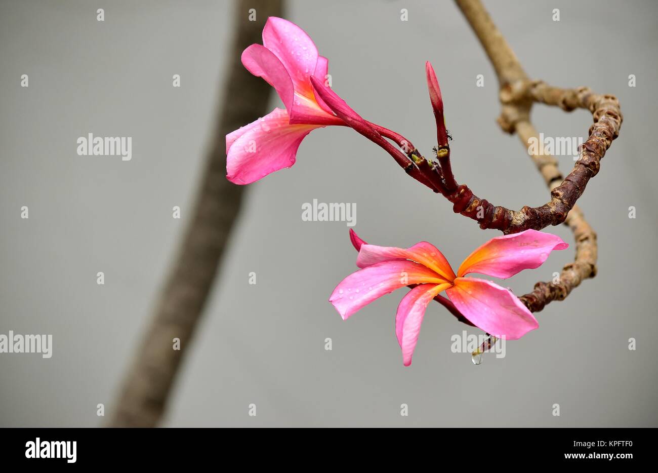 Une belle gerbe de fleurs de plumeria ou frangipanier rose tourné contre un mur blanc Banque D'Images