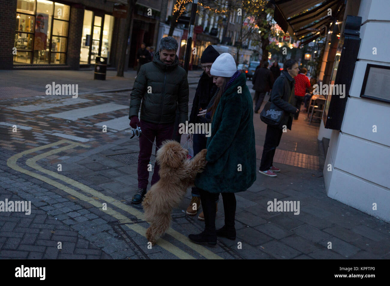 Un passant sur un animal de Cockapoo fusses chien dans Seven Dials près de Covent Garden, le 12 décembre 2017, à Londres en Angleterre. Banque D'Images