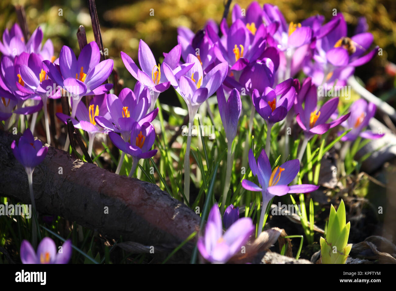 Premiers signes du printemps Banque D'Images