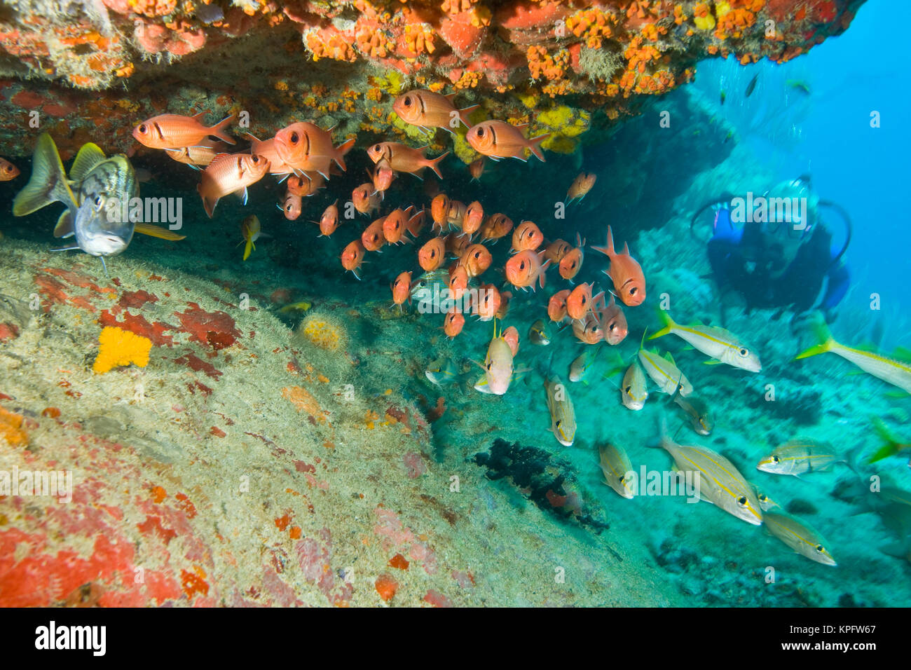 (MR) scuba diver près de dépassement avec soldierfish & rouge-barbet, l'île de Virgin Gorda, îles Vierges britanniques, les Caraïbes Banque D'Images