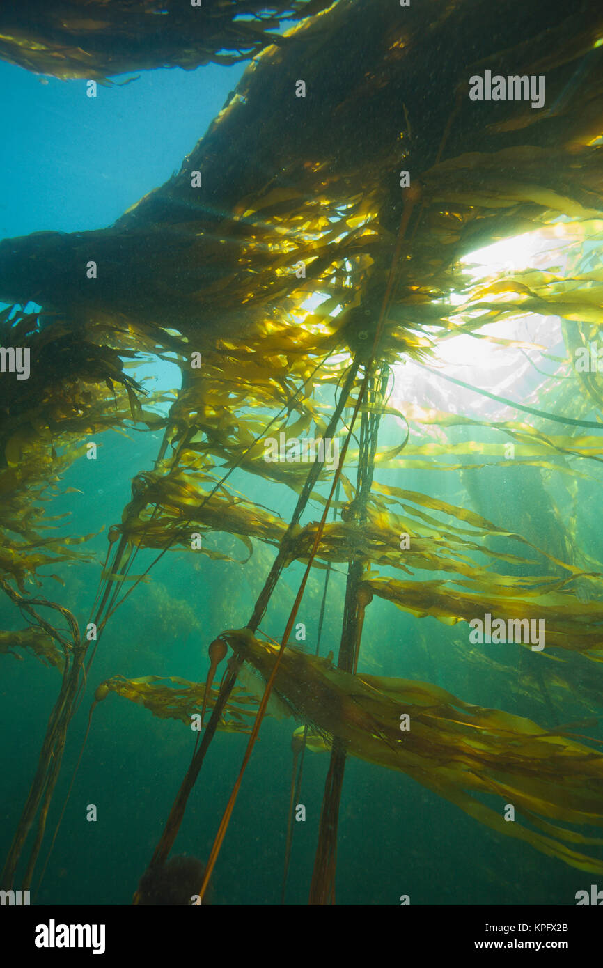 Varech géant (Macrocystis integrefolia), le passage Browning, plongée sous-marine, le nord de l'île de Vancouver, Colombie-Britannique, Canada Banque D'Images