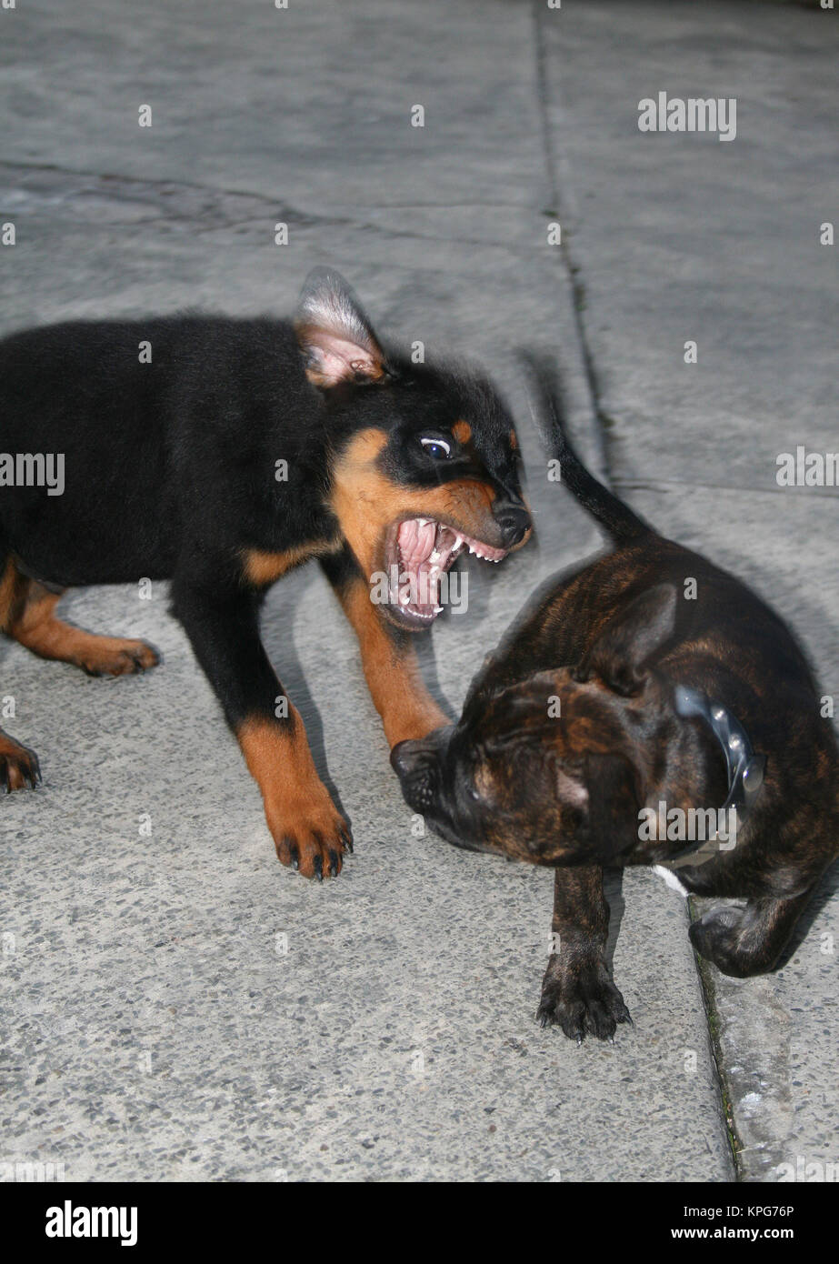 Rottweiler et Staffie Chiots jouant Banque D'Images