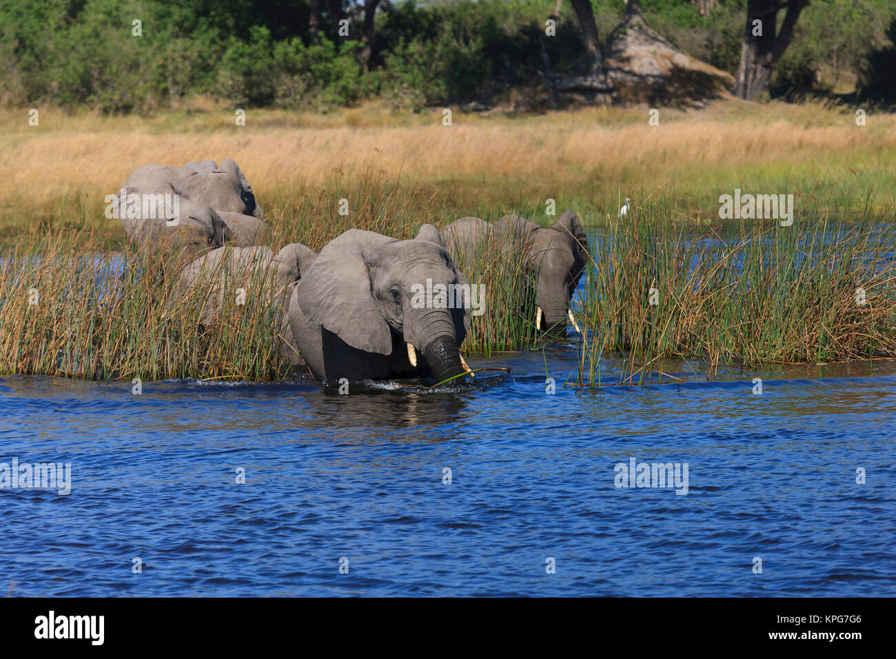 Troupeau d'éléphants restent près et suivre la matriarche en traversant la rivière Banque D'Images Troupeau d'éléphants restent près et suivre la matriarche en traversant la rivière Banque D'Images
