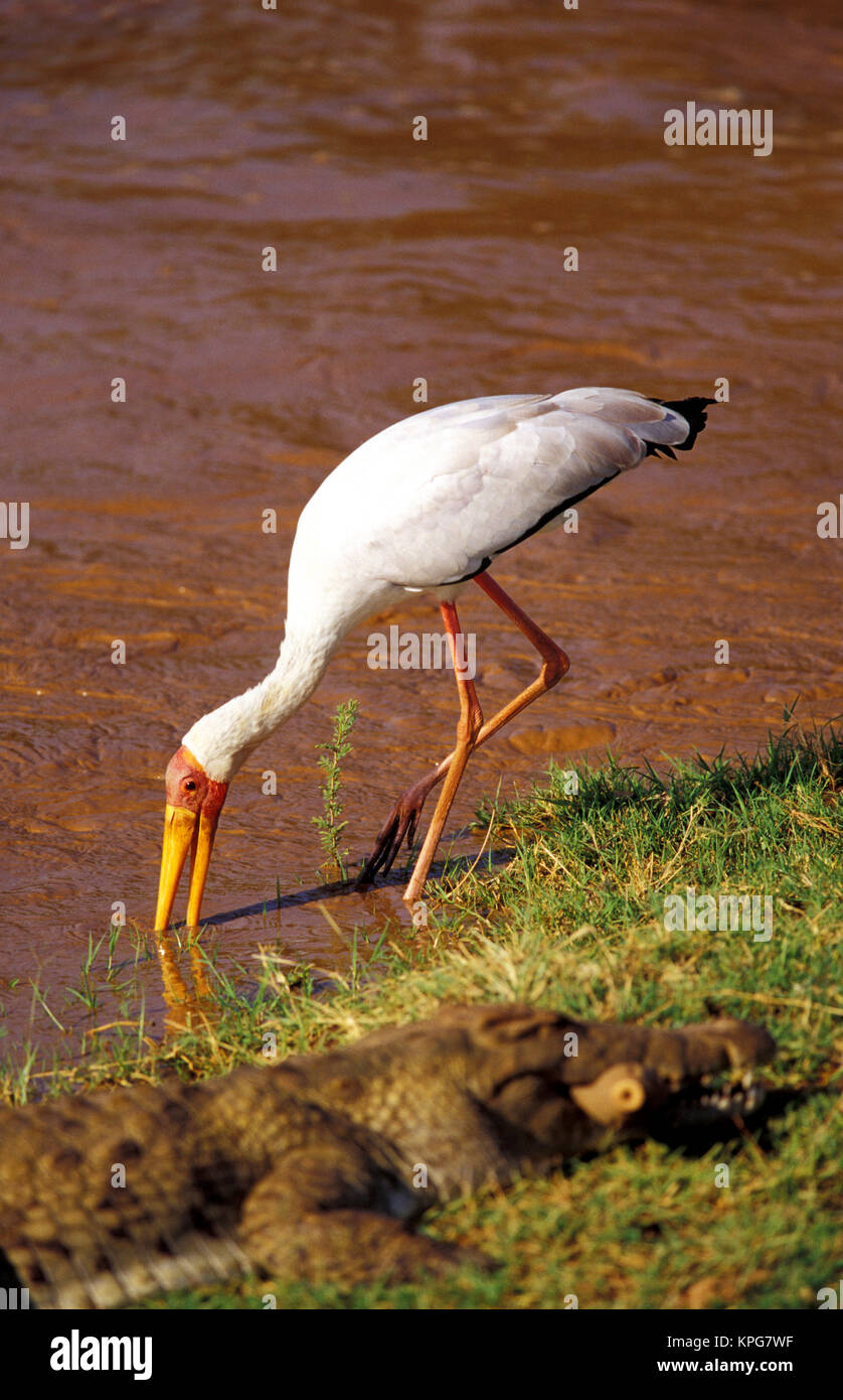 Kenya, Samburu National Reserve. Yellow-billed stork (Ibis ibis) Banque D'Images