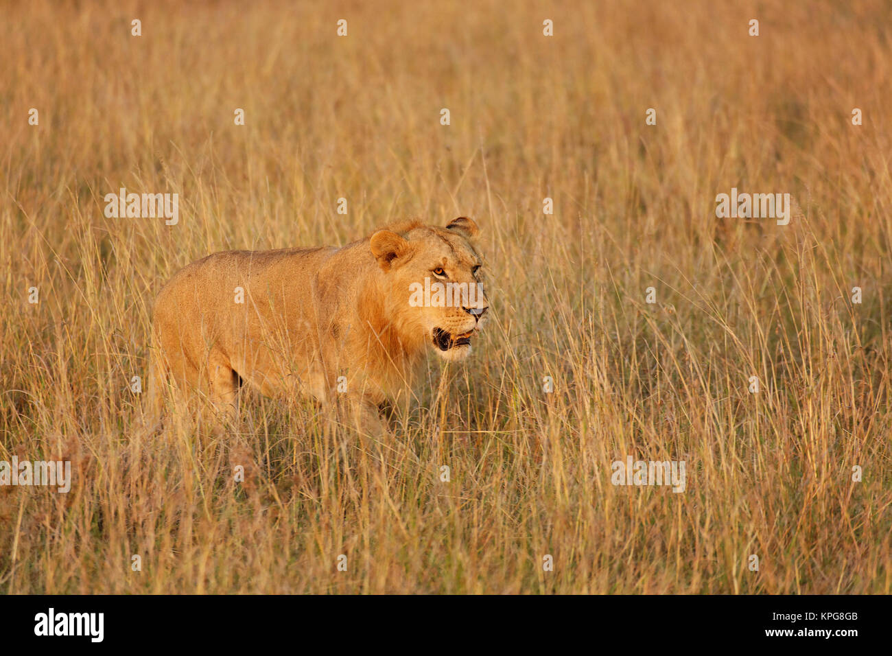Seul lionne dans l'herbe haute, Panthera leo, Masai Mara, Kenya Banque D'Images