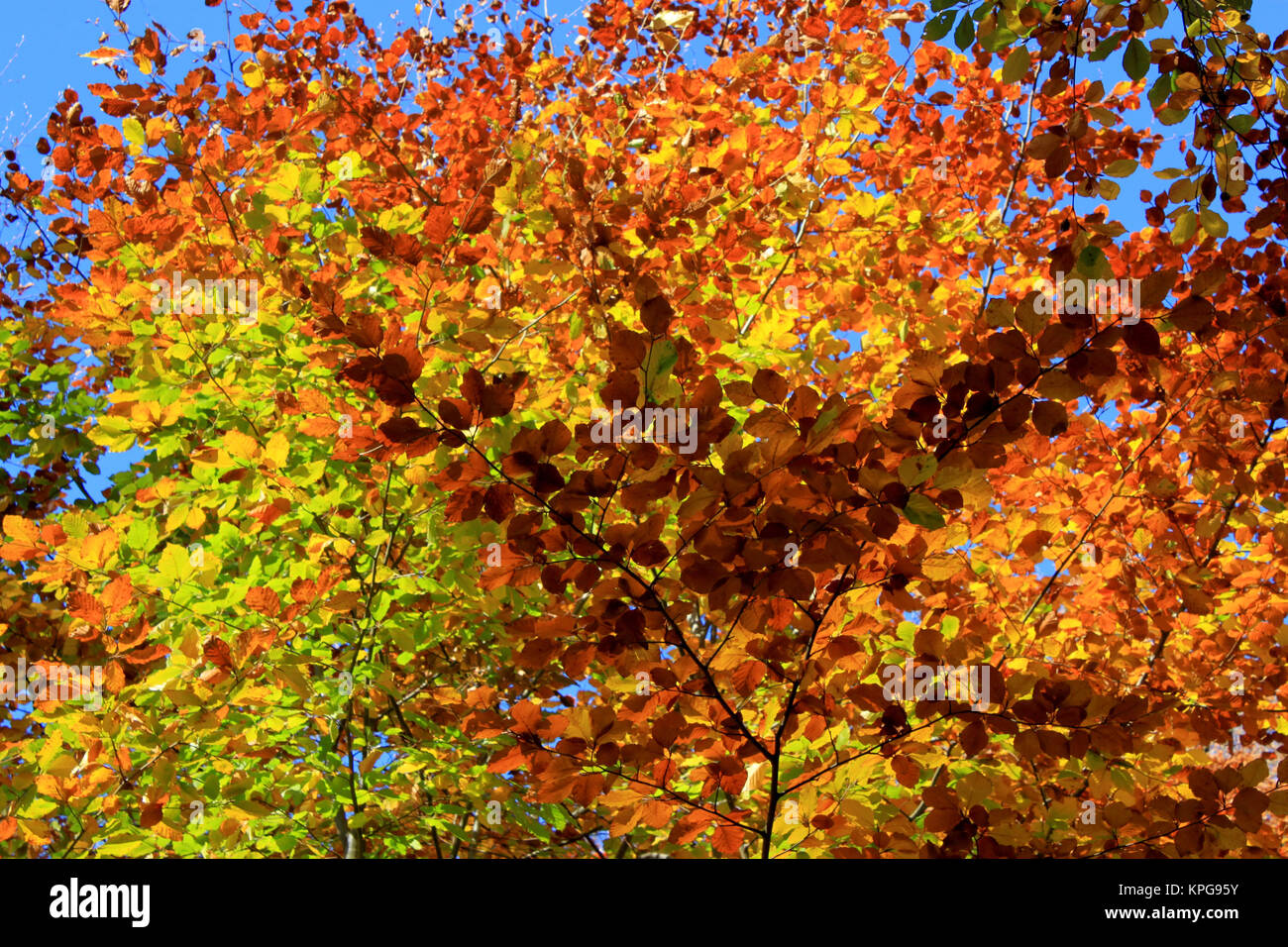 Feuilles d'un hêtre Banque D'Images