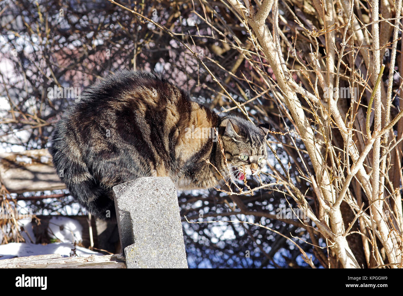 Un méchant chat. Un chat est effrayé et fuzzy Banque D'Images