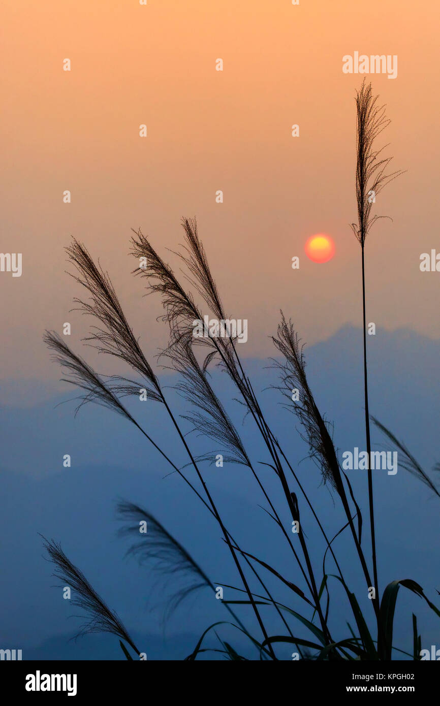 Coucher du soleil et l'herbe des silhouettes, près de Hongcun, Chine Banque D'Images
