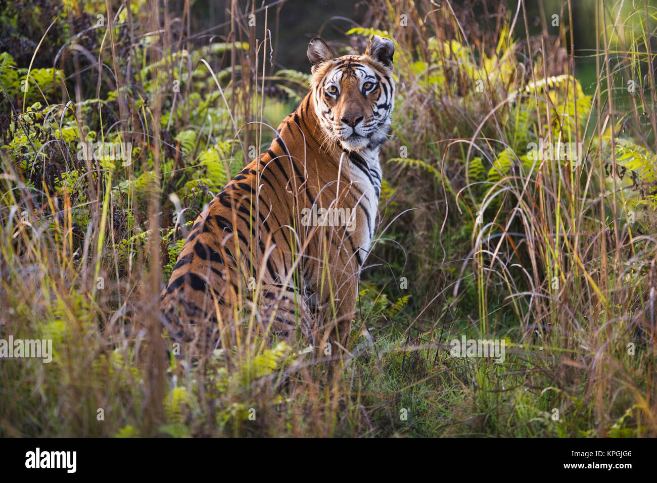 Tigresse du Bengale occidental dans l'herbe haute, essayant de chasser, saison sèche, Avril Banque D'Images