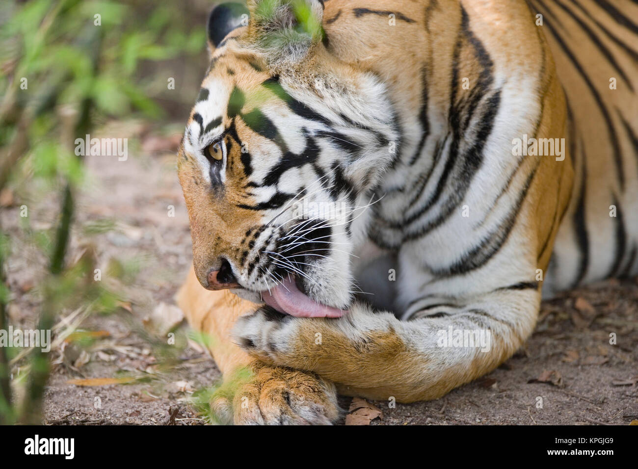 Tigresse du Bengale léchant patte, tôt le matin, la saison sèche Banque D'Images
