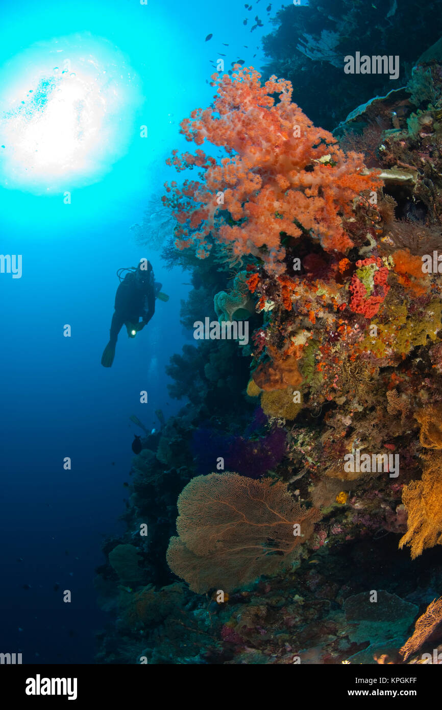 Parution du modèle plongeurs sous-marins à Tukang Besi Préserver récifs intacts, près de plongeur de Wakatobi Resort, South Sulaweso, Indonésie, S.E. Asie Banque D'Images