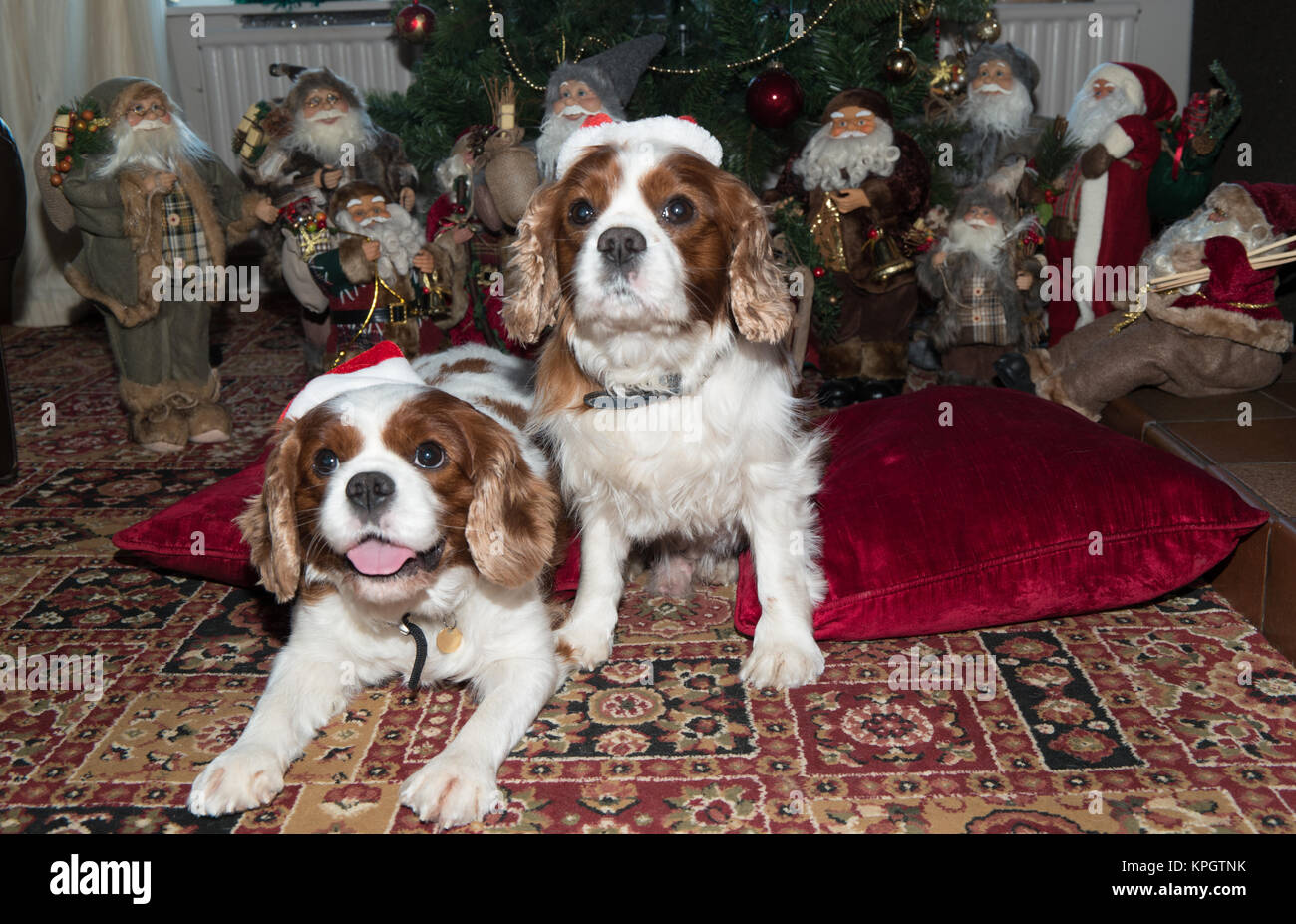 Cavalier King Charles Spaniel chiens en face d'un arbre de Noël avec des chapeaux et beaucoup de Santa Clauses. Banque D'Images