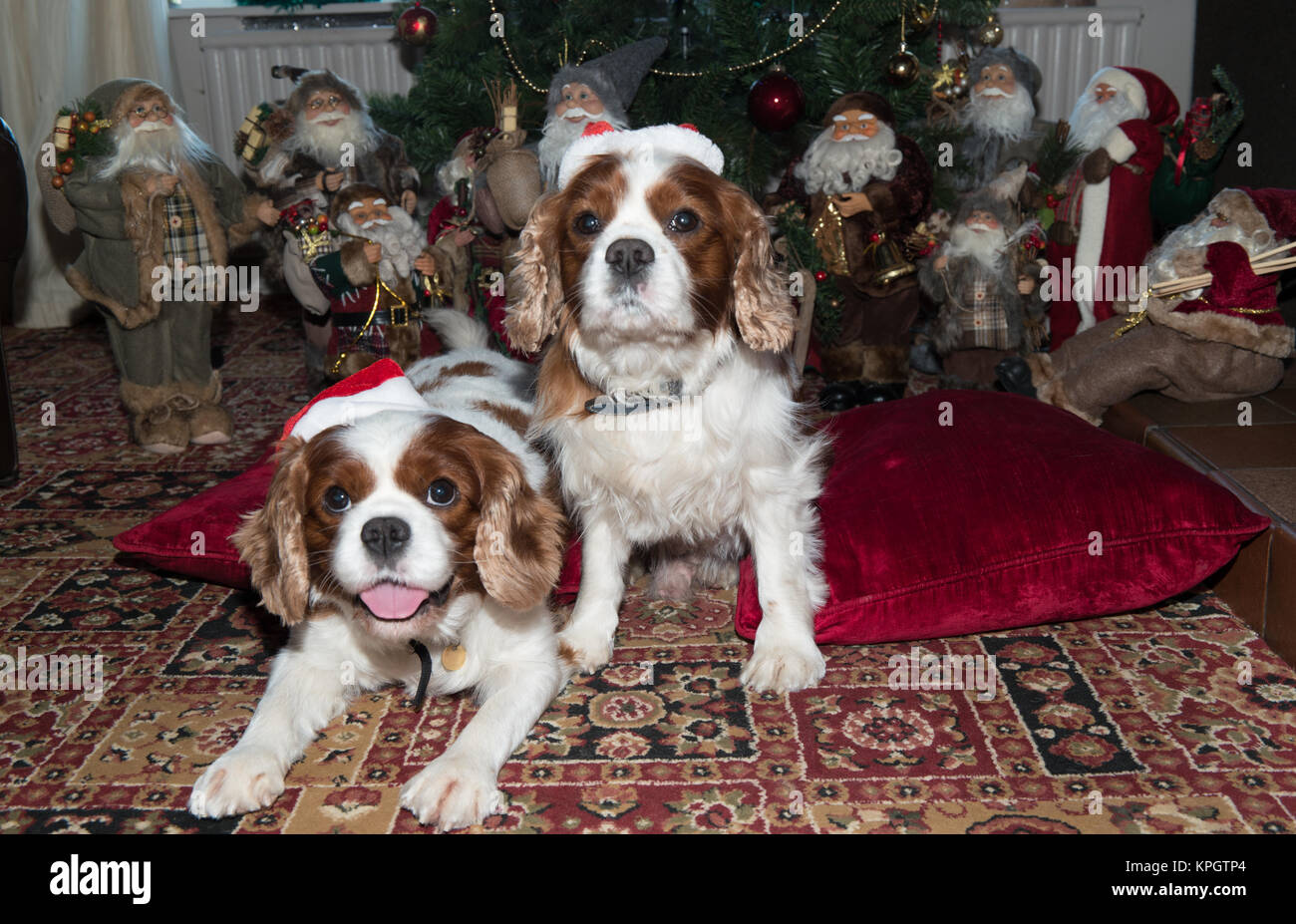 Ornement De Noël En Céramique - Cavalier King Charles Spaniel à Suspendre 7,3 Cm - 4