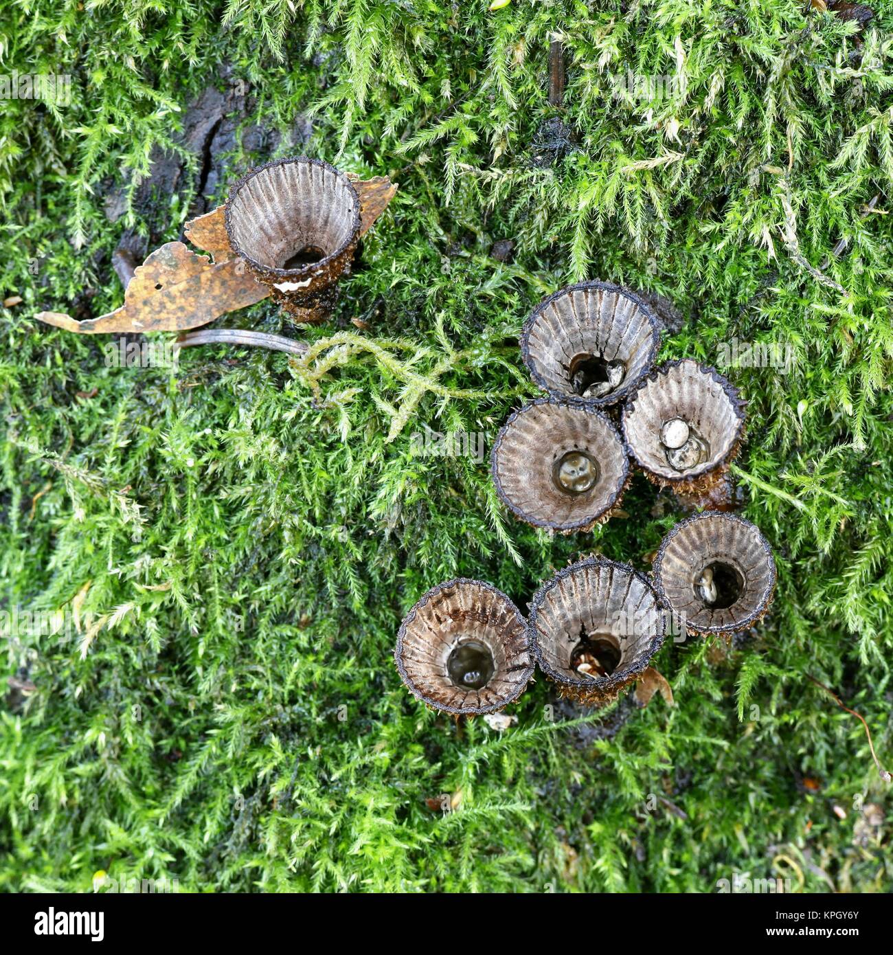 Nid d'oiseau à cannelures, champignon Cyathus striatus, champignons stange de Finlande Banque D'Images