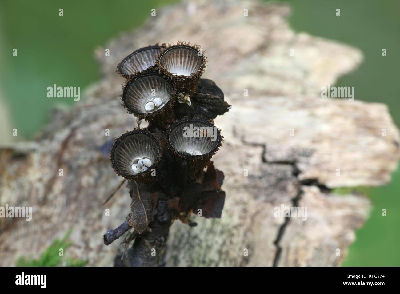 Nid d'oiseau à cannelures, champignon Cyathus striatus, champignons stange de Finlande Banque D'Images