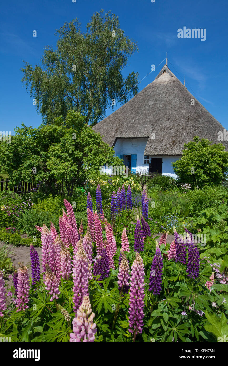 Les veuves de la paroisse maison avec jardin de fleurs, Gross Zicker, Ruegen island, Mecklembourg-Poméranie-Occidentale, de la mer Baltique, l'Allemagne, de l'Europe Banque D'Images