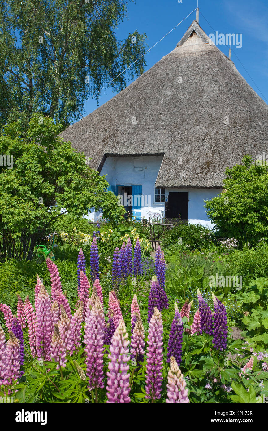 Les veuves de la paroisse maison avec jardin de fleurs, Gross Zicker, Ruegen island, Mecklembourg-Poméranie-Occidentale, de la mer Baltique, l'Allemagne, de l'Europe Banque D'Images