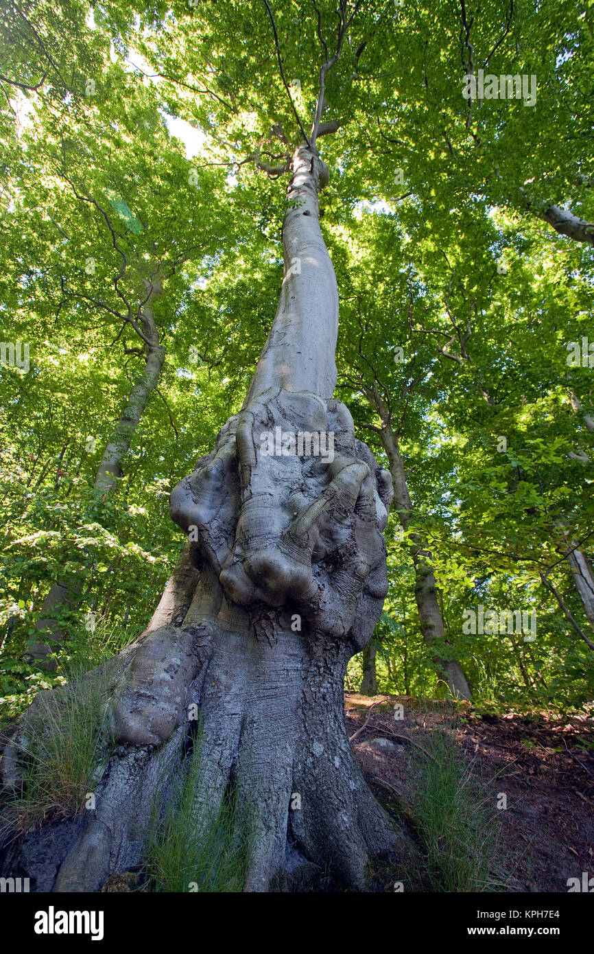 Vieux chêne, forêt au parc national de Jasmund, Ruegen island, Mecklembourg-Poméranie-Occidentale, de la mer Baltique, l'Allemagne, de l'Europe Banque D'Images