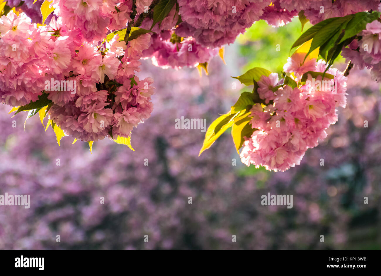 Beau printemps arrière-plan. Sakura en fleurs fleurs de jardin Banque D'Images